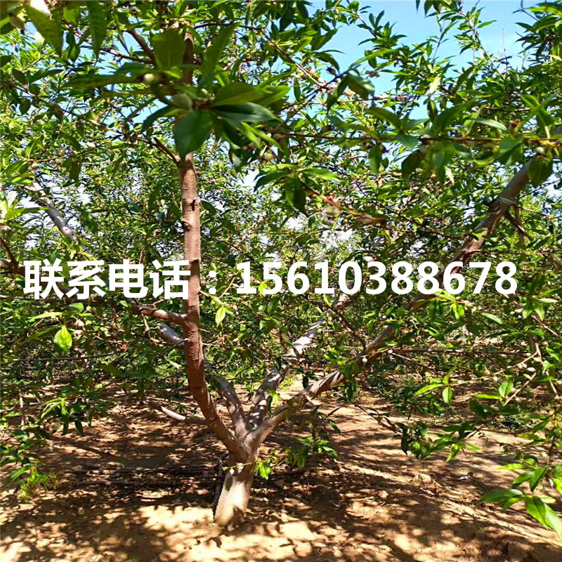 紅梨樹苗、紅梨樹苗種植基地