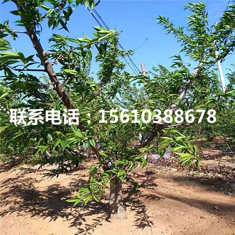新品種阿巴特梨樹苗、阿巴特梨樹苗基地