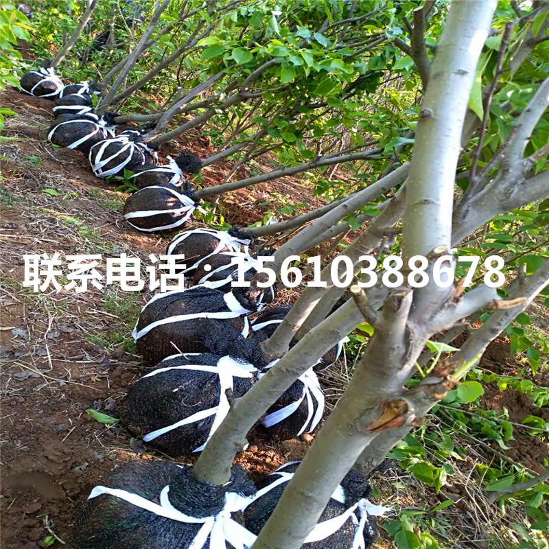 山東金秋梨樹苗、金秋梨樹苗多少錢一棵