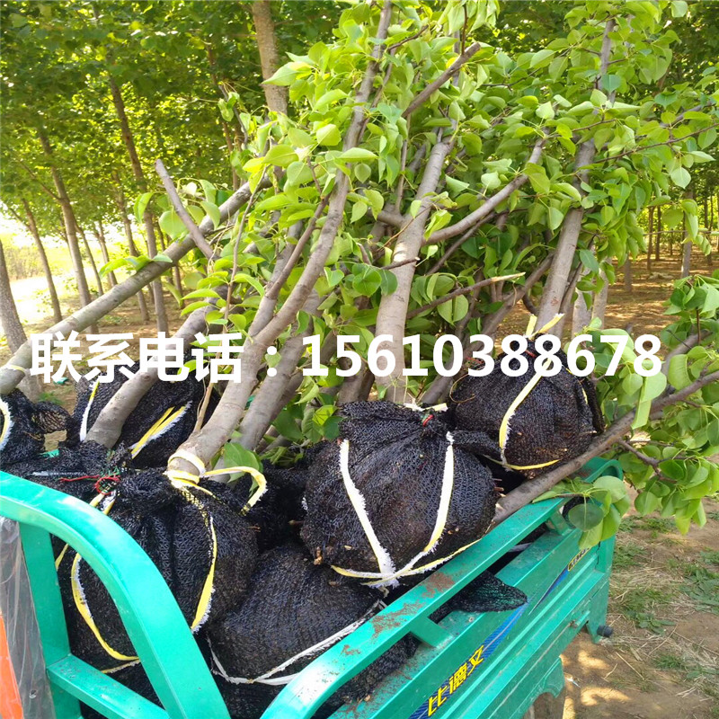 新品種水晶梨樹苗、水晶梨樹苗那種好