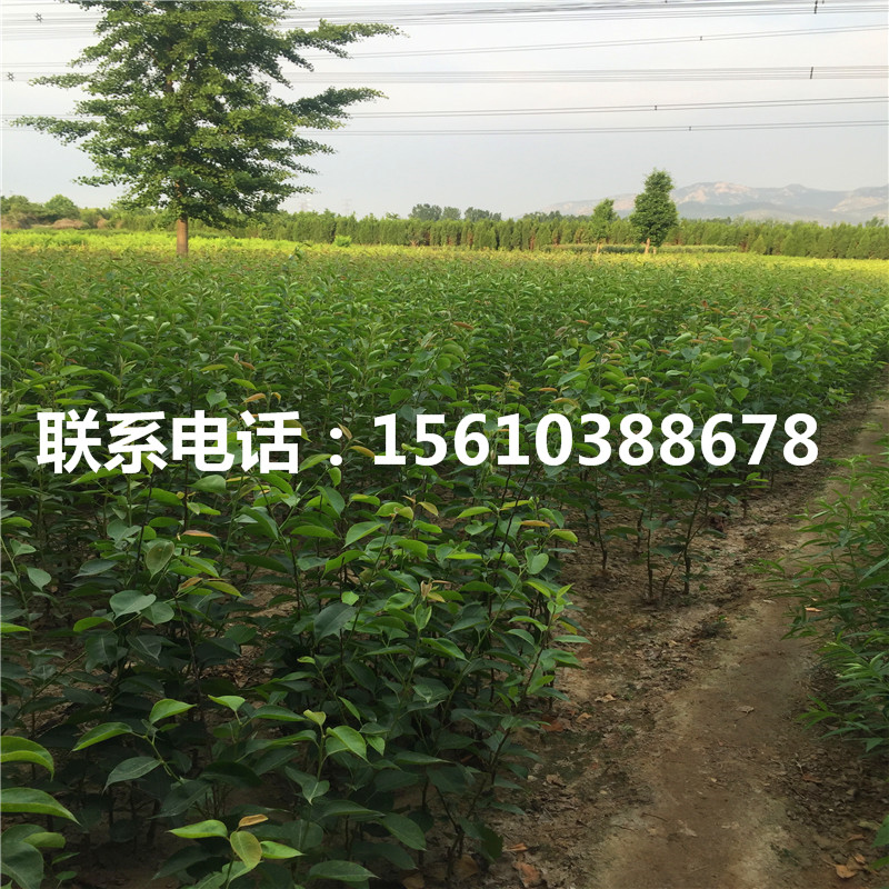 新品種圓黃梨樹苗、圓黃梨樹苗報(bào)價(jià)