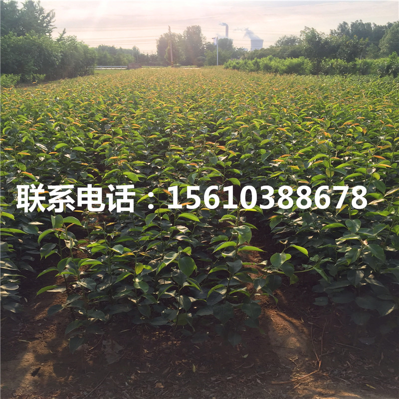 嫁接紅安久梨樹苗、紅安久梨樹苗那家好