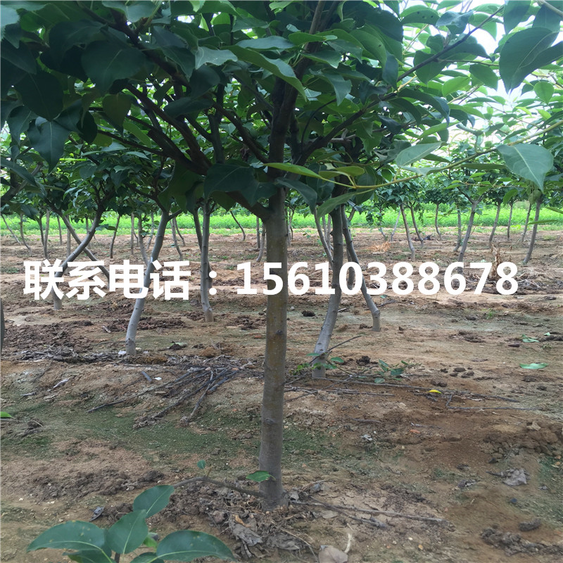 奧紅一號梨樹苗、奧紅一號梨樹苗什么價格
