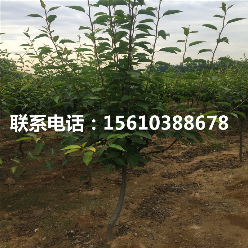 嫁接澳冠紅梨樹苗、澳冠紅梨樹苗簡介