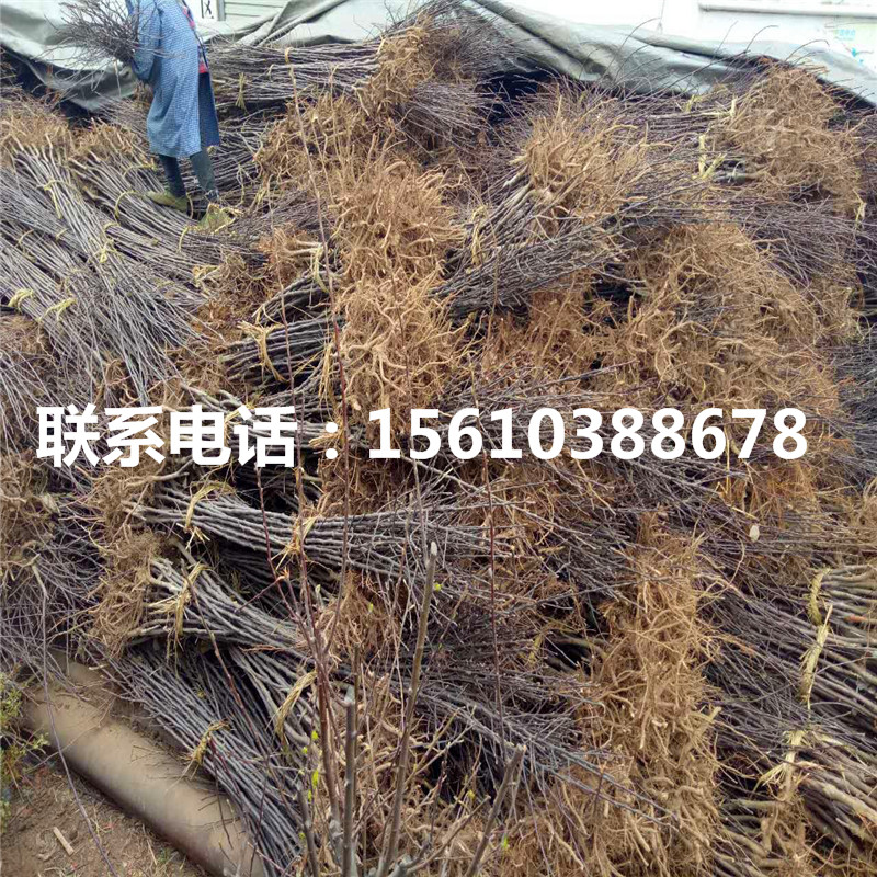 嫁接紅安久梨樹苗、紅安久梨樹苗那家好