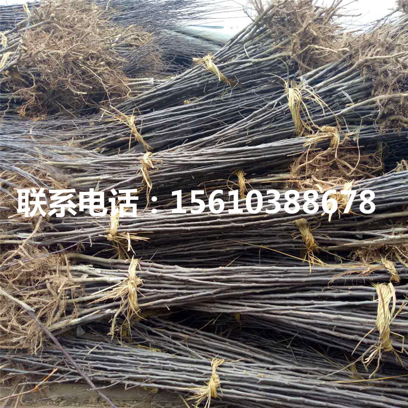 紅安久梨樹苗、紅安久梨樹苗出售基地
