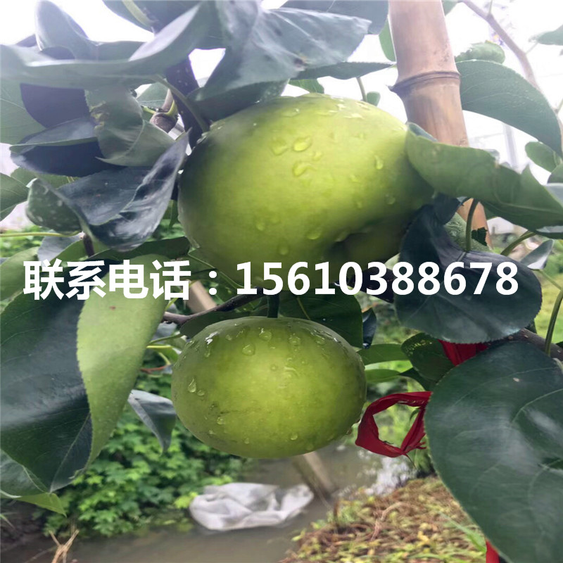 庫(kù)爾勒香梨樹苗、庫(kù)爾勒香梨樹苗供應(yīng)批發(fā)