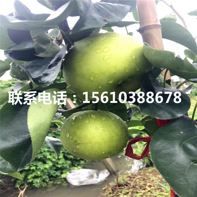 金秋梨樹(shù)苗上車(chē)價(jià)格