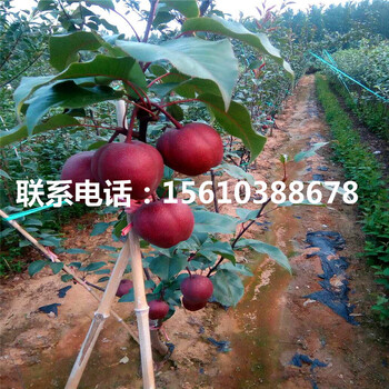 庫(kù)爾勒香梨樹苗、庫(kù)爾勒香梨樹苗管理技術(shù)