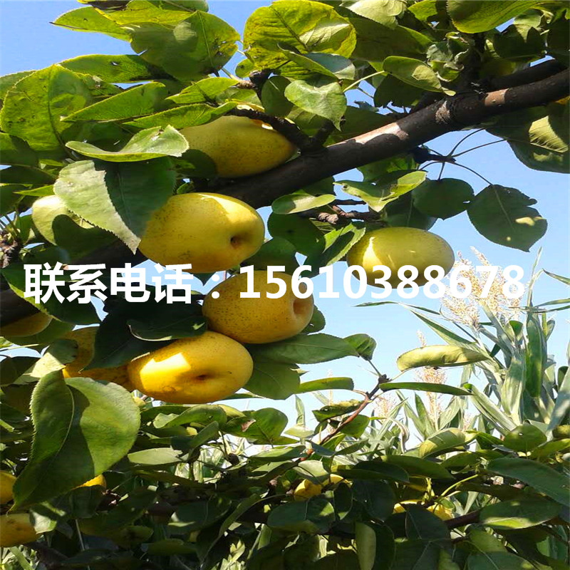 紅梨樹苗、紅梨樹苗種植基地