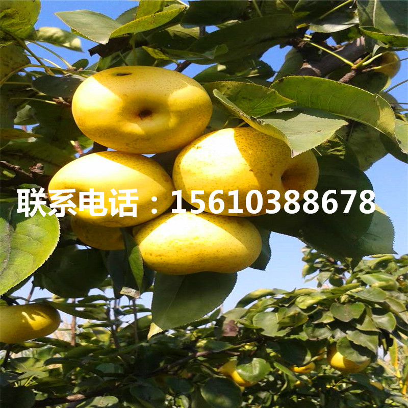 新品種奧紅一號(hào)梨樹苗、奧紅一號(hào)梨樹苗那家好