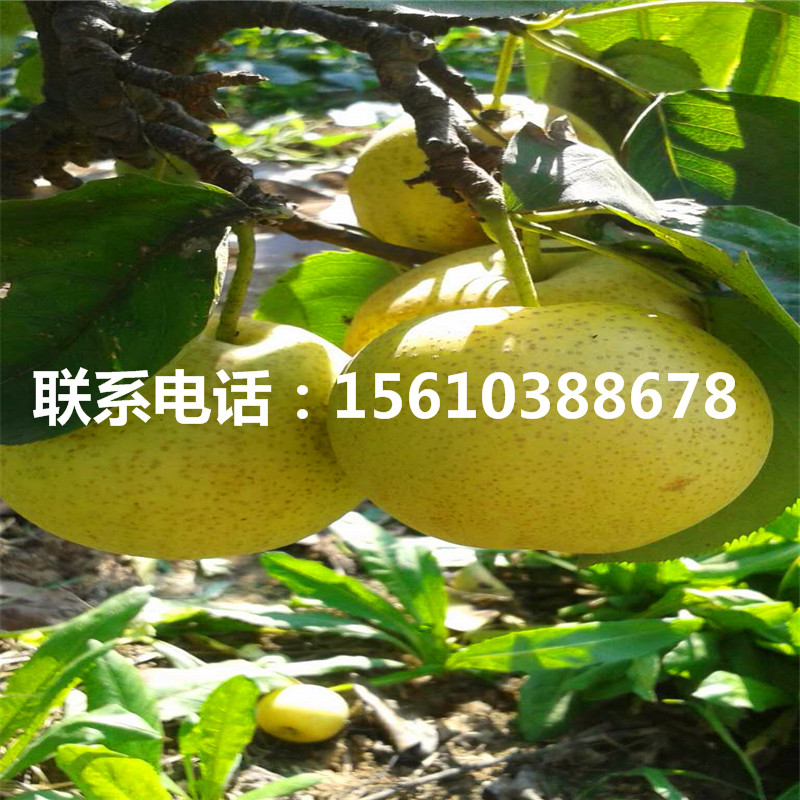 新品種香梨樹苗、香梨樹苗怎么種