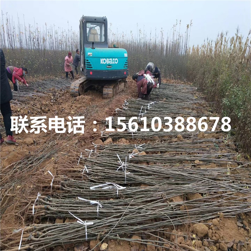 8公分梨樹苗、8公分梨樹苗怎么種