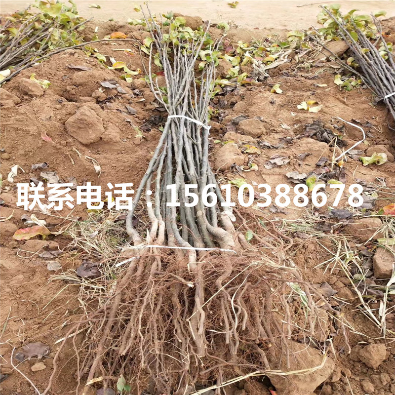 2019年金果梨樹(shù)苗價(jià)格及報(bào)價(jià)、金果梨樹(shù)苗多少錢(qián)