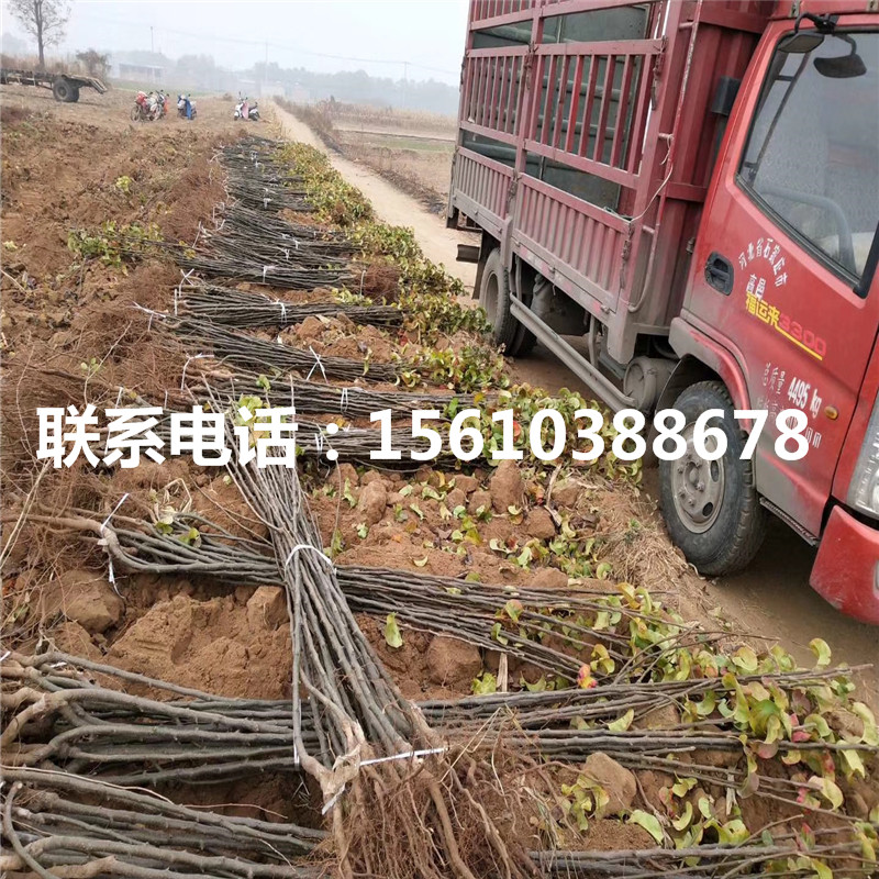 丑梨樹苗批發(fā)什么價(jià)格