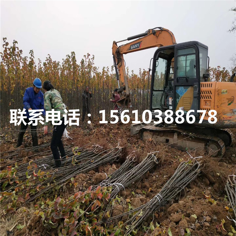 嫁接秋月梨樹苗、秋月梨樹苗簡介