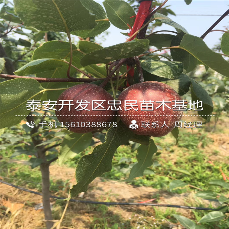 庫爾勒香梨樹苗出售價錢