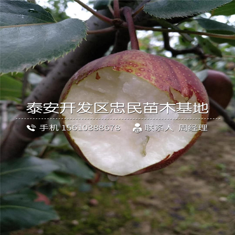 山東圓黃梨樹苗、圓黃梨樹苗圖片