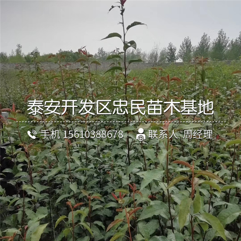 哪里有賣紅安久梨樹(shù)苗、紅安久梨樹(shù)苗價(jià)格多少錢