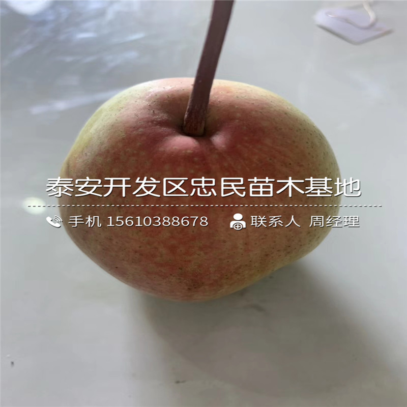 新品種奧紅一號(hào)梨樹苗、奧紅一號(hào)梨樹苗那家好