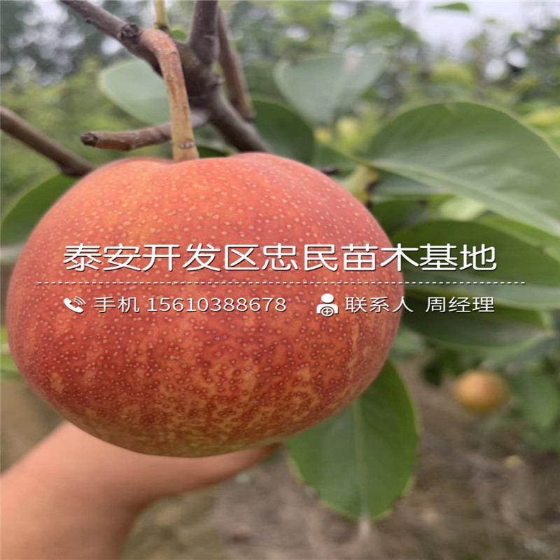 庫(kù)爾勒香梨樹苗、庫(kù)爾勒香梨樹苗供應(yīng)批發(fā)