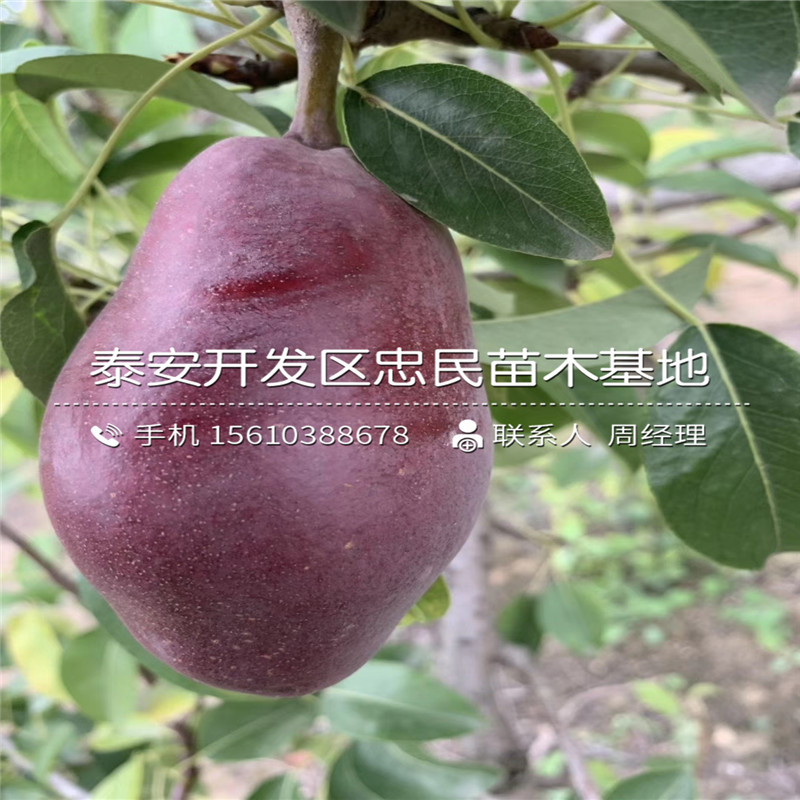 澳冠紅梨樹苗、澳冠紅梨樹苗簡介