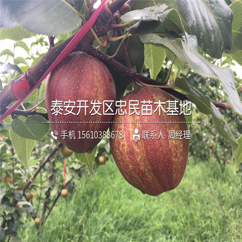 香水梨樹苗、香水梨樹苗怎么種