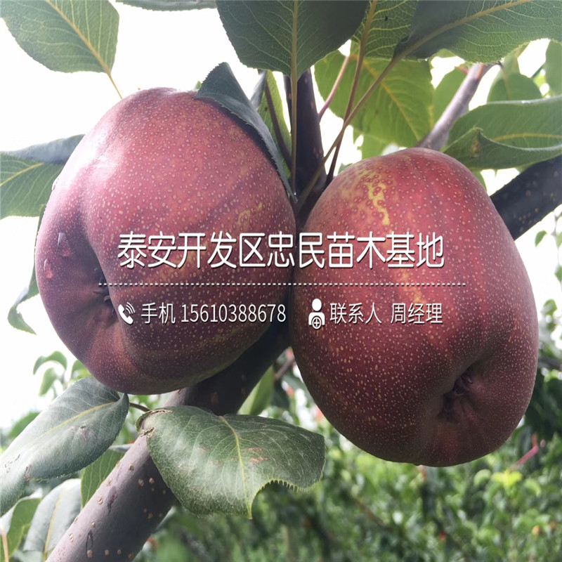 新品種金秋梨樹苗、金秋梨樹苗一畝地栽多少棵