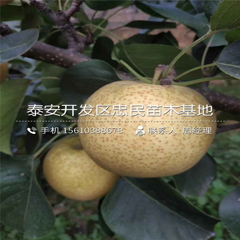 三華梨樹苗零售價(jià)格