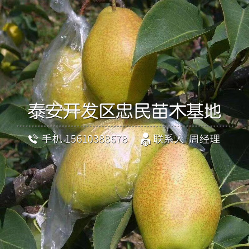 嫁接紅啤梨樹苗、紅啤梨樹苗幾年結(jié)果