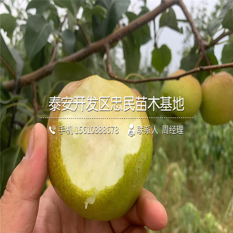 紅啤梨樹苗、紅啤梨樹苗行情
