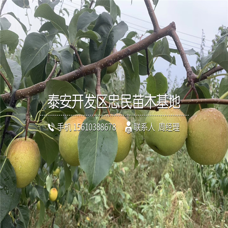 2019年阿巴特梨樹苗價格、阿巴特梨樹苗多少錢一棵