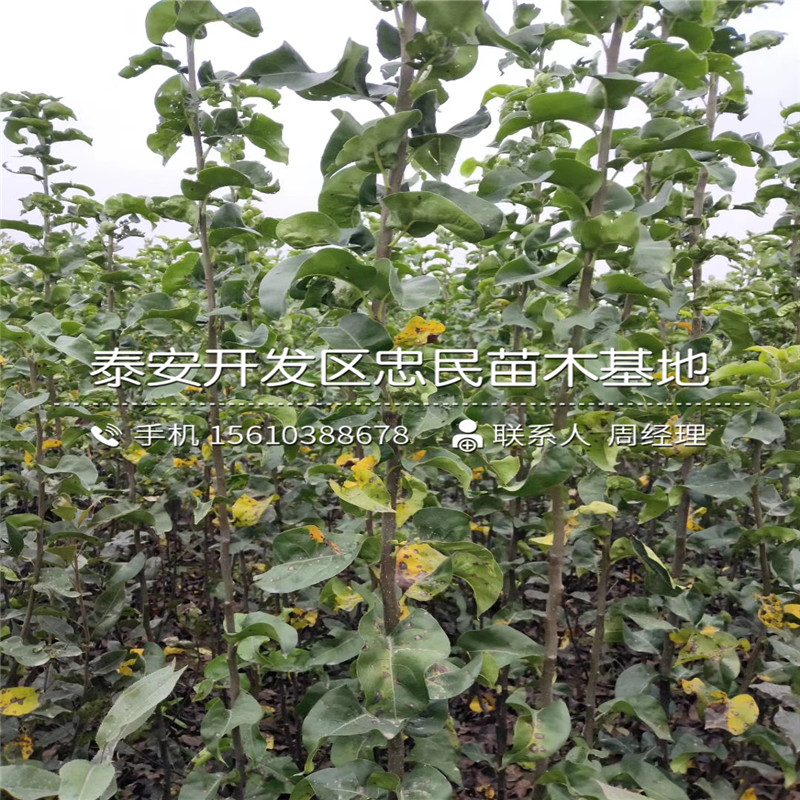 嫁接8公分梨樹苗、8公分梨樹苗供應(yīng)批發(fā)