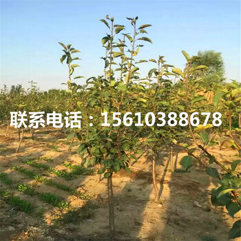 嫁接奧紅一號梨樹苗、奧紅一號梨樹苗多少錢