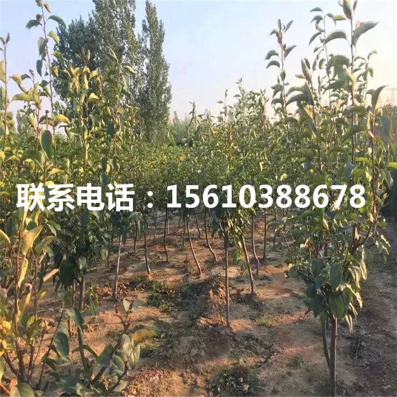 新品種新梨7號(hào)梨樹苗、新梨7號(hào)梨樹苗價(jià)格