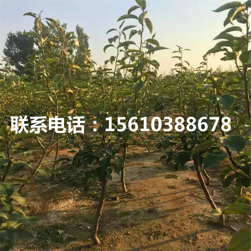 紅巴梨樹苗、紅巴梨樹苗一棵多少錢
