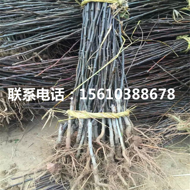 山東金秋梨樹苗、金秋梨樹苗多少錢一棵