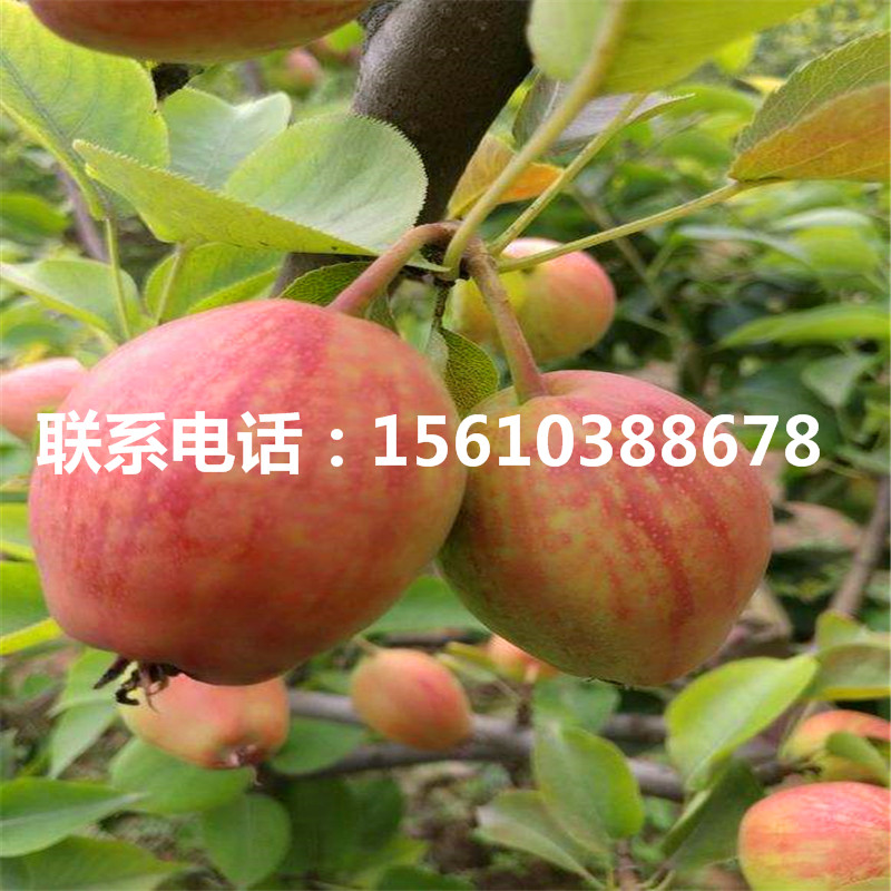 三華梨樹苗零售價(jià)格