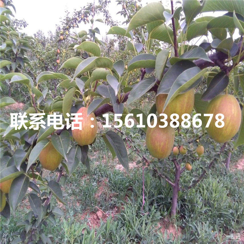 丑梨樹苗、丑梨樹苗產(chǎn)地在哪里
