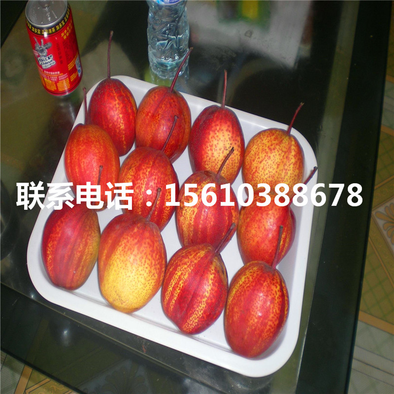 紅啤梨樹苗、紅啤梨樹苗行情