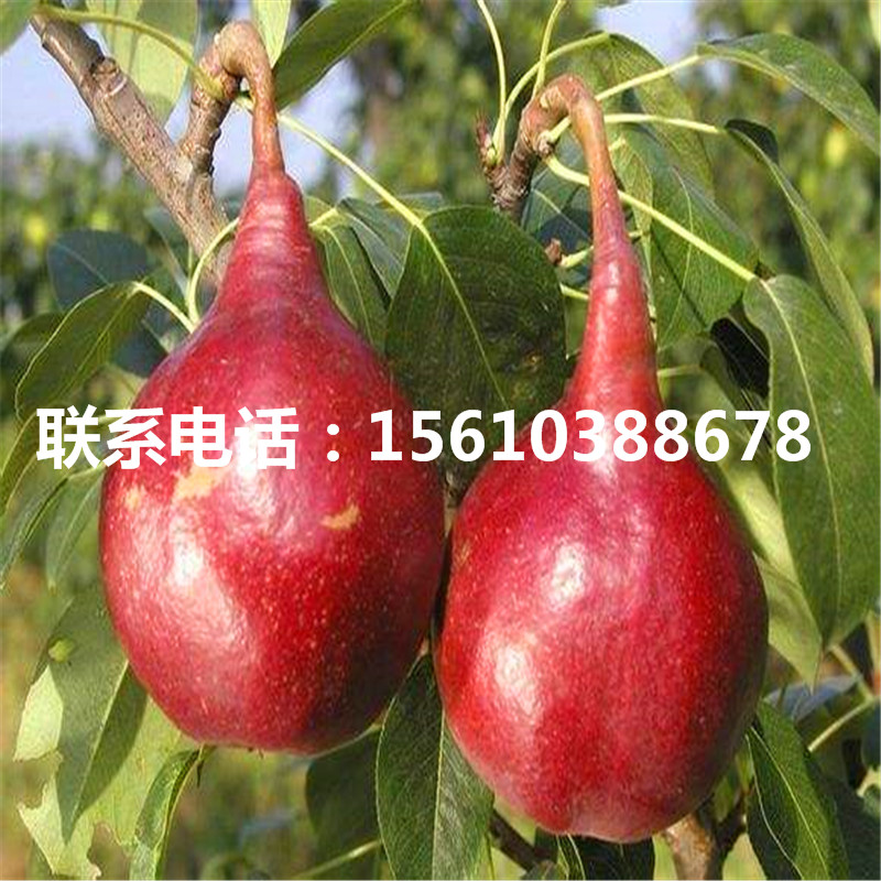 新品種新梨7號(hào)梨樹苗、新梨7號(hào)梨樹苗價(jià)格