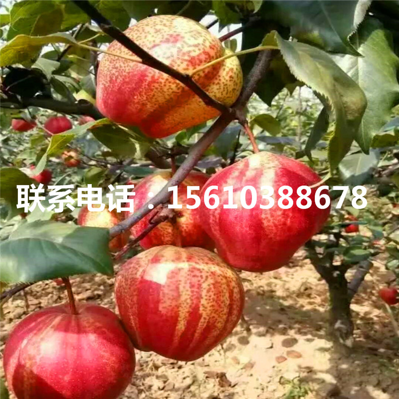 新品種八月紅梨樹苗、八月紅梨樹苗怎么種
