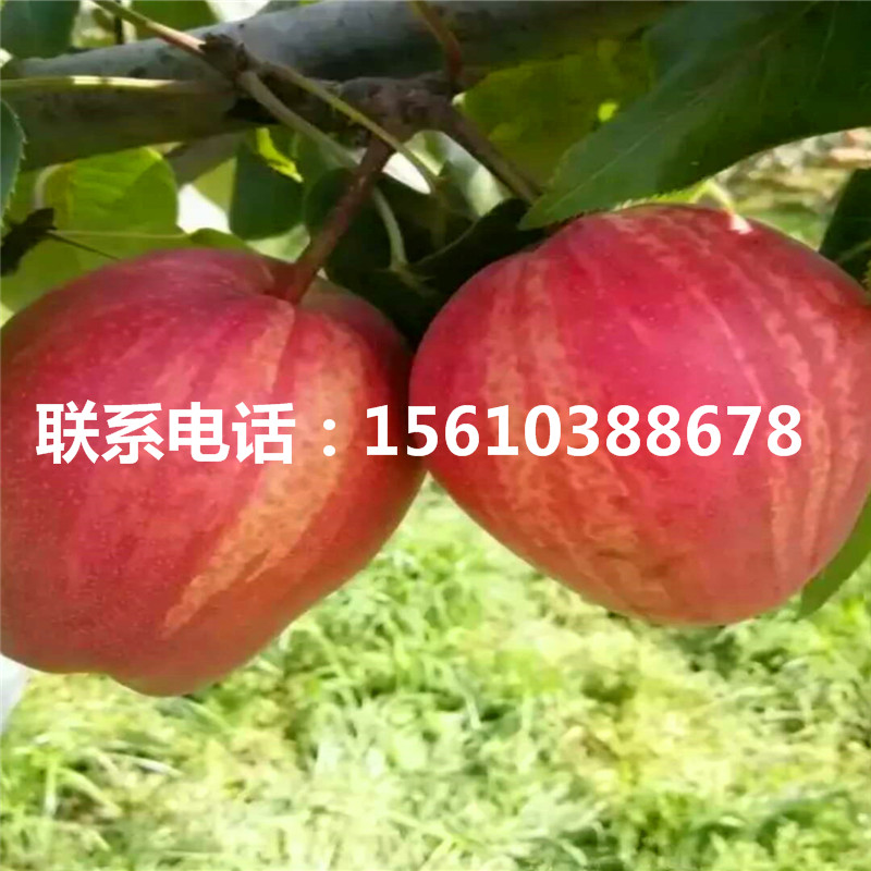 山東杜梨樹(shù)苗、杜梨樹(shù)苗價(jià)格