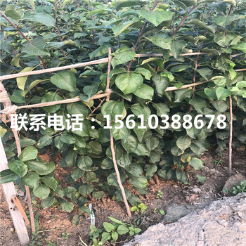3公分早酥紅梨樹苗出售、早酥紅梨樹苗批發(fā)基地