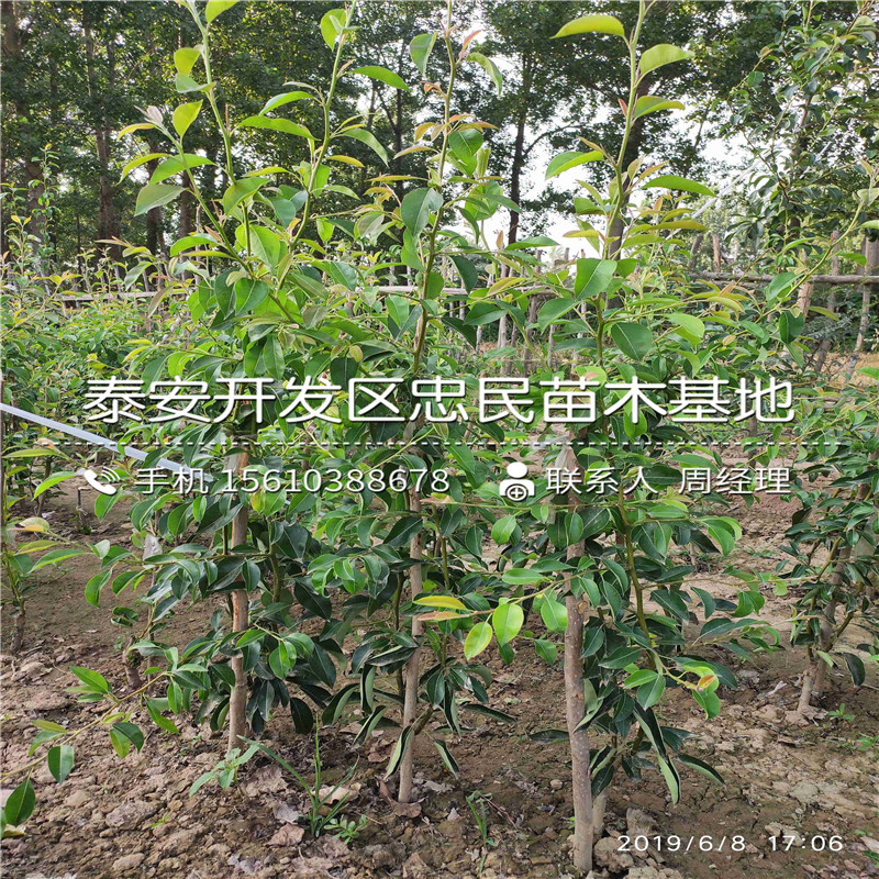 哪里有紅啤梨樹苗出售、紅啤梨樹苗價(jià)格及報(bào)價(jià)