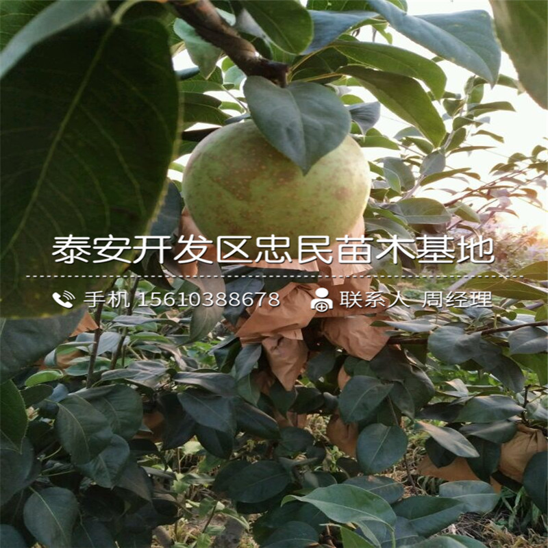 嫁接紅巴梨樹苗、紅巴梨樹苗多少錢一棵