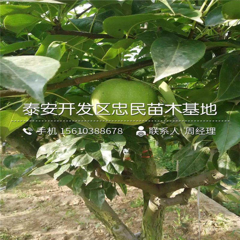 紅巴梨樹苗、紅巴梨樹苗什么時(shí)間成熟