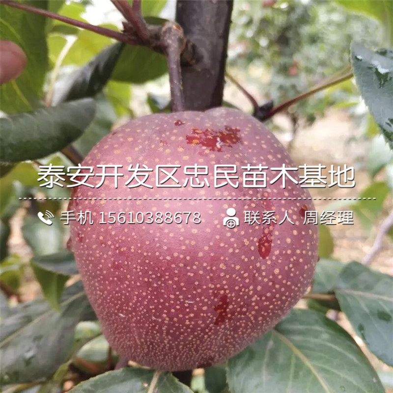 哪里有紅啤梨樹苗出售、紅啤梨樹苗價(jià)格及報(bào)價(jià)