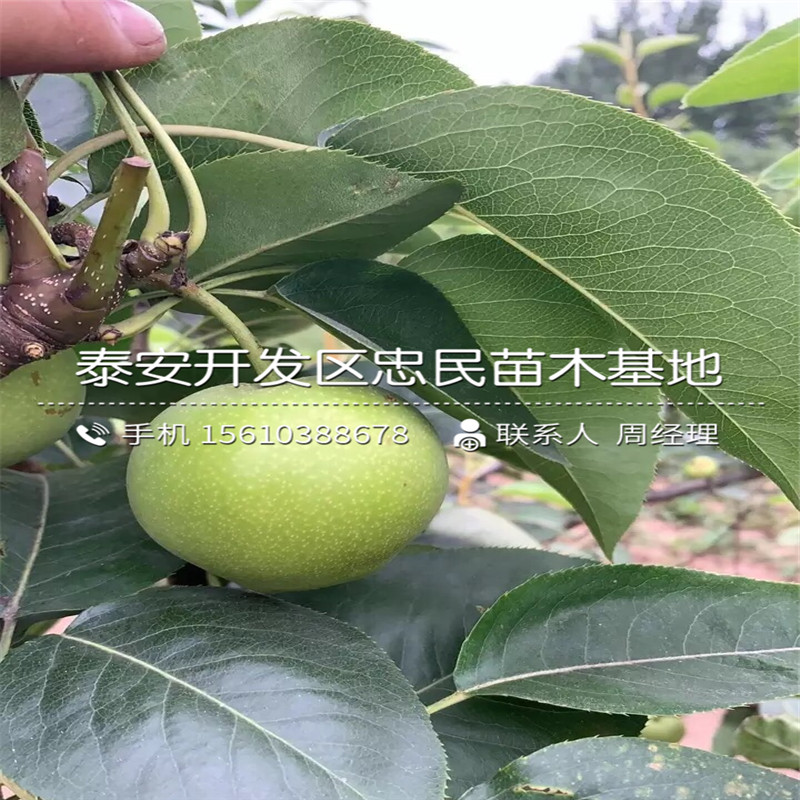 新品種圓黃梨樹苗、圓黃梨樹苗報(bào)價(jià)