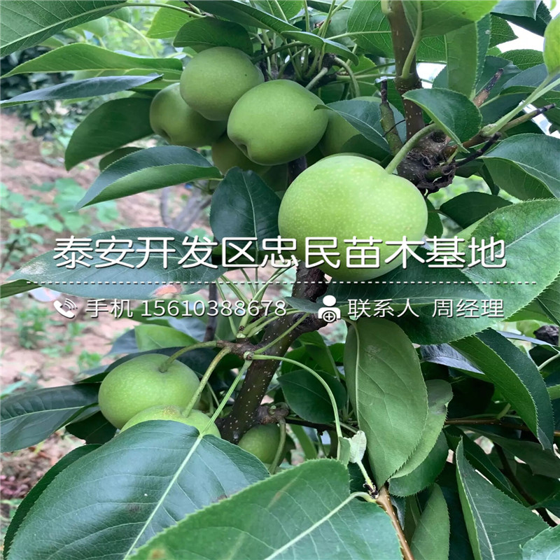山東晚秋黃梨樹苗、晚秋黃梨樹苗幾年結果